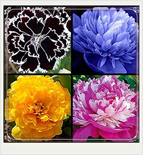 Peony Bulbs-Peony Plant Peony Bulbs UK Peony Bulbs for Planting Now UK,Garden Flowers,Plant Bulb,Hardy Perennials,Wedding Flowers-2bulbs-a