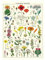 Cavallini Dekoratives Geschenkpapier (Wildblumen)