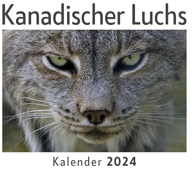 Kanadischer Luchs (Wandkalender 2024, Kalender DIN A4 quer, Monatskalender im Querformat mit Kalendarium, Das perfekte Geschenk)
