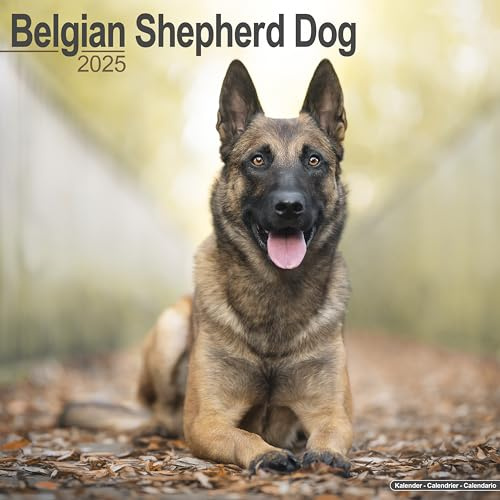 Belgian Shepherd Dog – Belgischer Schäferhund 2025 – 16-Monatskalender: Original Avonside-Kalender [Mehrsprachig] [Kalender] (Wall-Kalender)