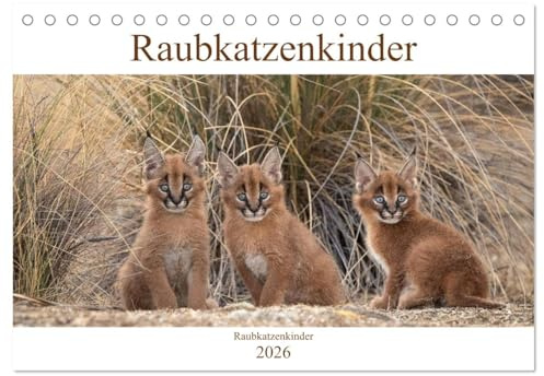 Raubkatzenkinder (Tischkalender 2026 DIN A5 quer), CALVENDO Monatskalender: Bezaubernde Bilder von kleinen Raubkatzenbabies (CALVENDO Tiere)