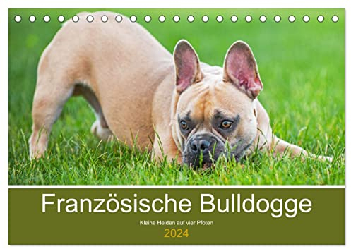 Französische Bulldogge - Kleine Helden auf vier Pfoten (Tischkalender 2024 DIN A5 quer), CALVENDO Monatskalender: Mit 13 bezaubernden Fotos der beliebten Französischen Bulldoggen (CALVENDO Tiere)