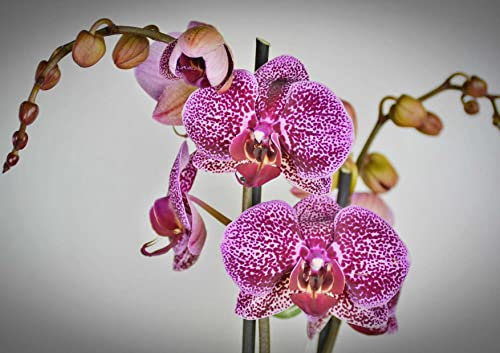 hansepuzzle 27313 - Orchidee Puzzle 130 Teile | Natur Puzzle mit hochwertiger Puzzle Aufbewahrung: Kartonbox und wiederverschließbarem Beutel | Puzzle-Maße: 28,7 x 20 cm