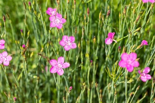 Dianthus deltoides 'Roseus' ca. 9x9 cm Topf - Heide-Nelke, rosa Blüten, Blütezeit Juni-August, ideal für Steingärten, bienenfreundlich, pflegeleicht
