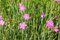 Dianthus deltoides 'Roseus' ca. 9x9 cm Topf - Heide-Nelke, rosa Blüten, Blütezeit Juni-August, ideal für Steingärten, bienenfreundlich, pflegeleicht