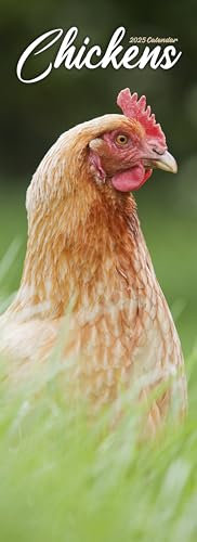 Chickens – Hühner 2025: Original Avonside-Kalender – Slimline [Mehrsprachig] [Kalender] (Slimline-Kalender)
