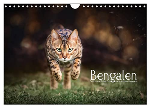 Bengalen Outdoor und Action (Wandkalender 2026 DIN A4 quer), CALVENDO Monatskalender: Bengalen, die kleinen Leoparden in freier Natur (CALVENDO Tiere)