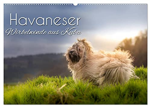 Havaneser - Wirbelwinde aus Kuba (Wandkalender 2026 DIN A2 quer), CALVENDO Monatskalender: Mit den süßen Havis durchs Jahr (CALVENDO Tiere)
