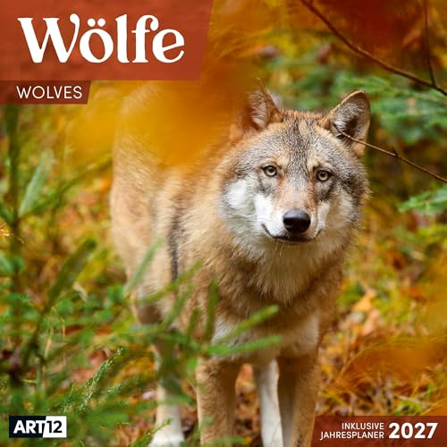 Wölfe Broschürenkalender 2027 - 30x30 - Art12 | Bildstarker Tier-Kalender im schlanken Hochformat (aufgeklappt 30x60 cm) | mit Eintrage-Kalendarium