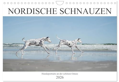 Nordische Schnauzen (Wandkalender 2026 DIN A4 quer), CALVENDO Monatskalender: Hundeportraits fotografiert an der schönen Ostsee (CALVENDO Tiere)