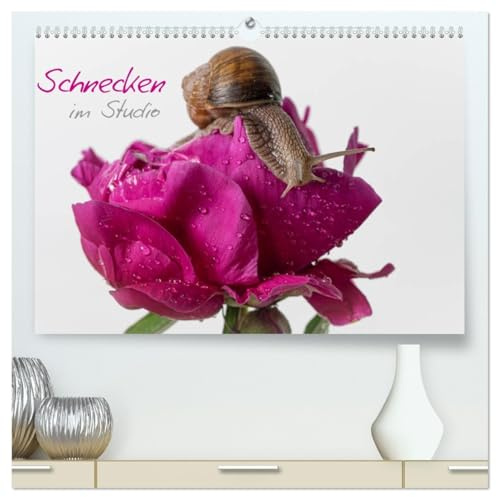 Schnecken im Studio (hochwertiger Premium Wandkalender 2026 DIN A2 quer), Kunstdruck in Hochglanz (CALVENDO Tiere)