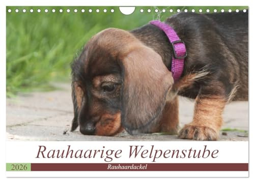 Rauhaarige Welpenstube (Wandkalender 2026 DIN A4 quer), CALVENDO Monatskalender: Rauhaardackel Welpen sind etwas besonderes. Schöne Momente aus der ... dieser kleinen Raubeinchen. (CALVENDO Hobbys)