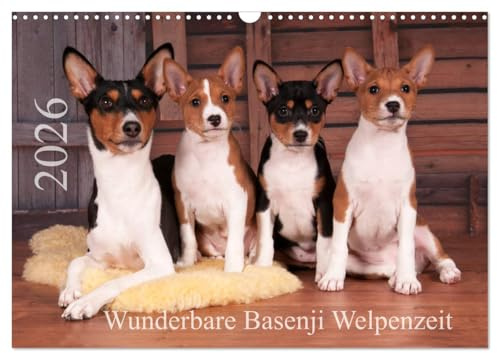 Wunderbare Basenji Welpenzeit (Wandkalender 2026 DIN A3 quer), CALVENDO Monatskalender: Basenji-Welpen genießen ihr junges Leben (CALVENDO Tiere)
