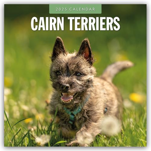 Cairn Terriers – Cairn Terrier 2025 – 16-Monatskalender: Original Red Robin Publishing Ltd-Kalender [Mehrsprachig] [Kalender] (Wall-Kalender)