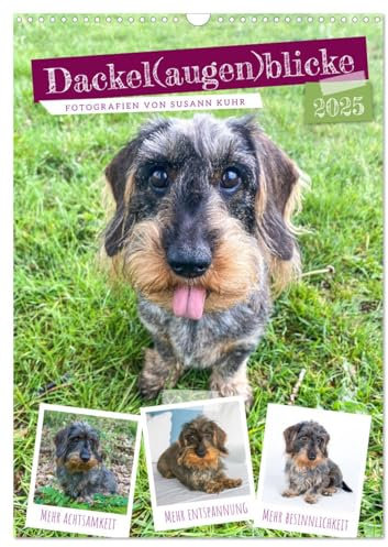 Dackel (Wandkalender 2025 DIN A3 hoch), CALVENDO Monatskalender: Dackelblicke einzusetzen gewusst. (CALVENDO Tiere)