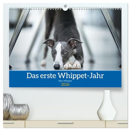 Das erste Whippet-Jahr (hochwertiger Premium Wandkalender 2026 DIN A2 quer), Kunstdruck in Hochglanz: 12 Monate bildlich dokumentiert (CALVENDO Tiere)