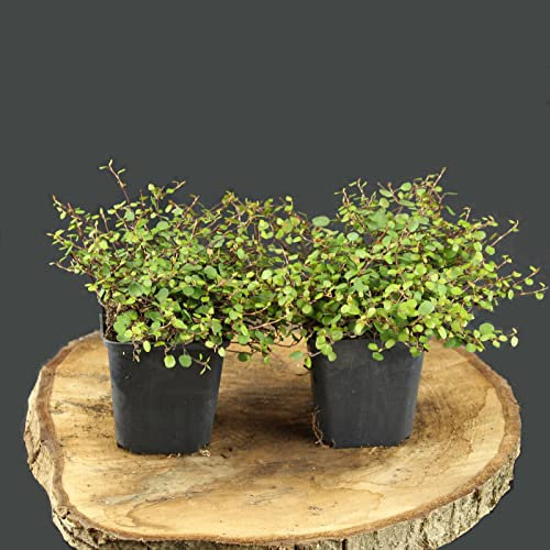 Muehlenbeckia axillaris/Teppich-Drahtstrauch
