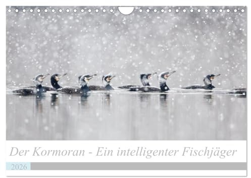 Der Kormoran - Ein intelligenter Fischjäger (Wandkalender 2026 DIN A4 quer), CALVENDO Monatskalender: Intime Einblicke in das Leben des Kormorans im Verlauf des Jahres (CALVENDO Tiere)