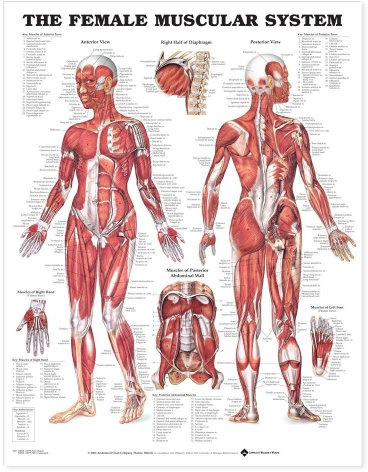 The the Female Muscular System Anatomical Chart