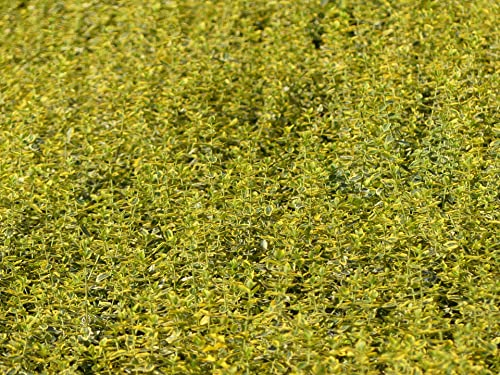 Euonymus fortunei Emerald Gold - Goldbunte Kriechspindel Emerald Gold Stückzahl Rabatt Einzelpreis