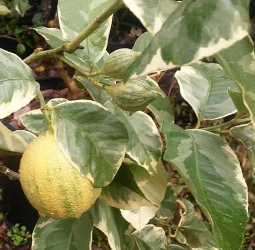 Citrus Plant - Variegated Meyer Lemon 'Lisa' - Easy to Grow - in 9 cm pots