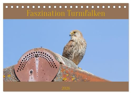 Faszination Turmfalken (Tischkalender 2026 DIN A5 quer), CALVENDO Monatskalender: Die schnellen Jäger der Lüfte (CALVENDO Tiere)