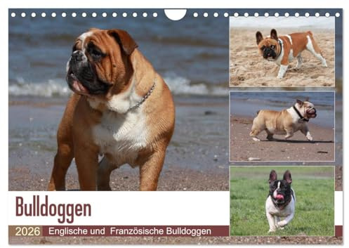 Bulldoggen - Englische und Französische Bulldoggen (Wandkalender 2026 DIN A4 quer), CALVENDO Monatskalender: Bulldoggen sind nicht nur Stubenhocker, ... zu sehen auf diesen Bildern. (CALVENDO Tiere)