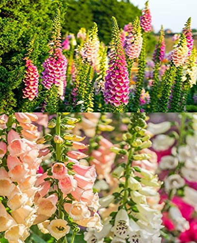 Digitalis Mixed Colours 200 Seeds, Foxglove Seeds - Perennial