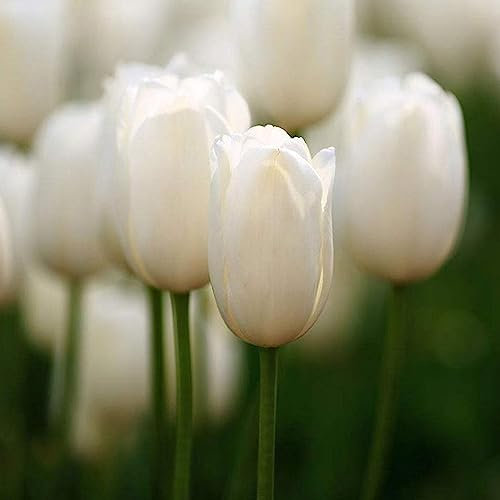 50 Unids Semillas de Tulipán Útiles Pequeñas Mezcladas Hermosa Decoración Semillas de Plantas de Flores Semillas de Vegetales de Árboles Frutales Blanco Semillas de tulipán