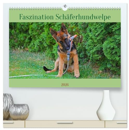 Faszination Schäferhundwelpe (hochwertiger Premium Wandkalender 2026 DIN A2 quer), Kunstdruck in Hochglanz: Ausgewählte Fotomotive eines Schäferhundwelpen beim Spiel (CALVENDO Tiere)