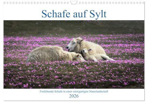 Schafe auf Sylt (Wandkalender 2026 DIN A3 quer), CALVENDO Monatskalender: Schafe in den Dünen und auf dem Deich (CALVENDO Tiere)