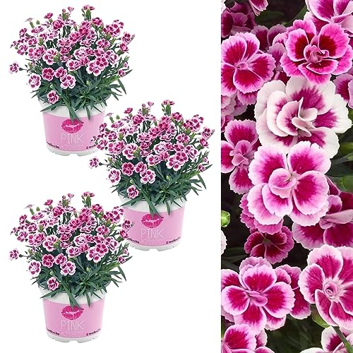 3 x Dianthus Pink Kisses Plant in a 12cm Pots - Perennial Carnation Plants for Patio Pots Or Garden Borders
