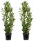 Bloomique - 2er Set - Laurus Nobilis - Lorbeer Pflanze - Gartenpflanzen Winterhart - Gartenkräuter Pflanzen - Höhe 80-100 cm - Topf 21 cm