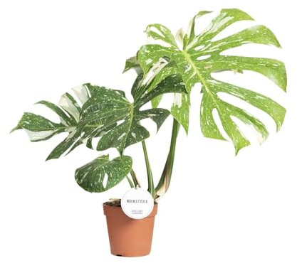 Monstera Costellazione Thai - 40-50cm - Ø15cm - Pianta d'appartamento - Sempreverde