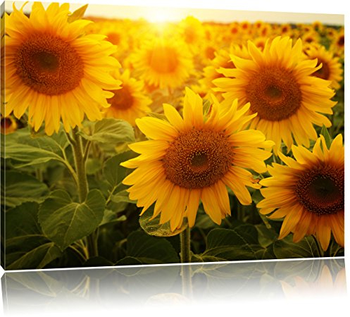 Pixxprint Sonnenblumen auf dem Feld, Größe: 80x60cm, Leinwandbild, fertig gespannt, Wandbild, Dekoration, Kunstdruck, kein Poster