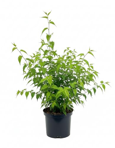Ranunkelstrauch Kerria japonica Pleniflora 40-60 cm winterhart | Sonniger bis halbschattiger Standort, gelbe Bluete, schnittvertraeglich, ideal fuer Beet, Kuebel und Blueten-Hecke