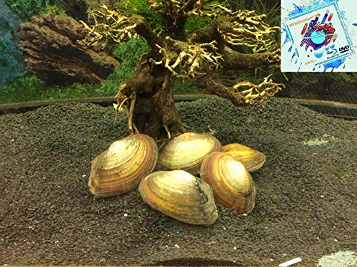Topbilliger Tiere Teichmuschel für den Gartenteich - Algenkiller Gesundheitspolizei im Gartenteich! 5X