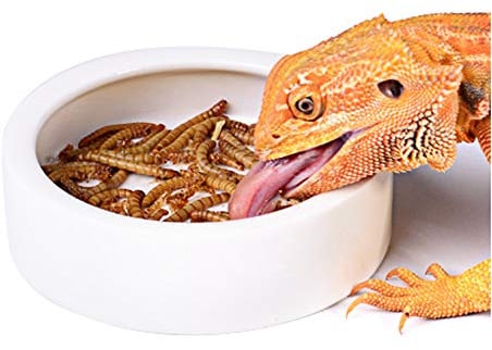 Reptile Food Water Bowl, 2 pcs Ceramics Worm Dish ,Anti-Escape Reptile Water Feeder ,Mealworm Bowl for Lizard Gecko Bearded Dragon, (S,M,L) (Large)