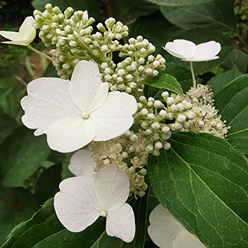 Hydrangea paniculata Plant, Levana, Hardy Shrub, White Flowers, Late Summer Colour, Ideal for Cottage Garden, Cut Flower, Patio, Cut Flower, Specimen Plant, 1 x 3-Litre Potted Plant by Suttons
