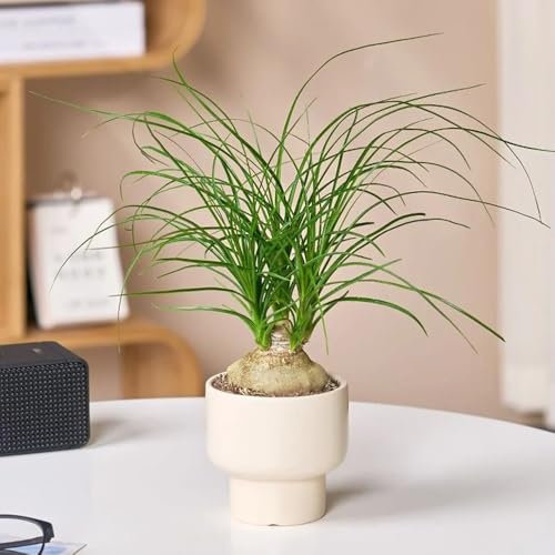 50 pcs Elefantenfuß Pflanze Samen, baumsamen pflanzensamen Beaucarnea recurvata Elefantenfuß, bäume kaufen nachhaltigkeit geschenke bäume kaufen zimmerpflanzen wenig lichtbedarf balkonpflanzen