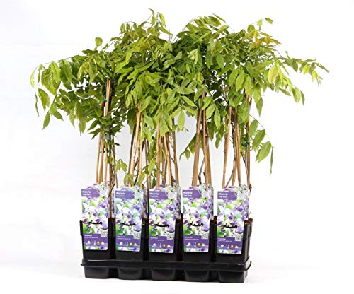 Wisteria floribunda Naga Noda 60-80 cm – japanischer Blauregen, duftende Kletterpflanze mit violetten Blüten, ideal für Pergola, Rankhilfe, Balkon oder Garten