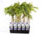 Wisteria floribunda Naga Noda 60-80 cm – japanischer Blauregen, duftende Kletterpflanze mit violetten Blüten, ideal für Pergola, Rankhilfe, Balkon oder Garten