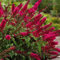 100 Stück schmetterlingsflieder winterhart samen sommerflieder schmetterlingsbaum Buddleia dreifarbiger Schmetterlingsstrauch - Seltene Pflanzen serie - bienenweide bonzai blumenwiese
