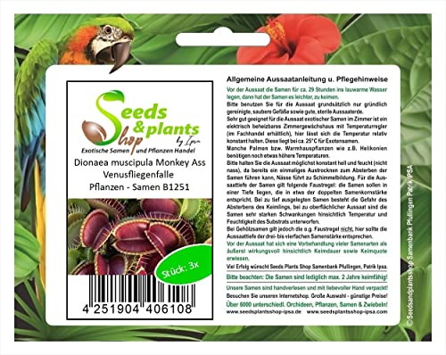 3 x Dionaea Muscipula Monkey Ass Venus Fly Trap Plants Seeds B1251 Seeds Plants Shop Seed Bench Pullingen Patrik Ipsa
