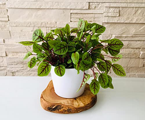 D.O.M. Kräuterstation Olivenholz/Porzellan / 3er Set ohne Kräuterschere