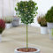 Ilex Blue Prince Baum | Immergrüne Topfbäume für kleine Gärten, Terrassen, Beete & Behälter | Gerade Stamm Standard Lollipop Buschige Pflanzen (70-80cm (inkl. Topf))