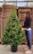 POWERS TO FLOWERS - ALBERO DI NATALE, PINO DI NATALE, ABETE NATALIZIO, ALTEZZA 180CM, Pianta Vera