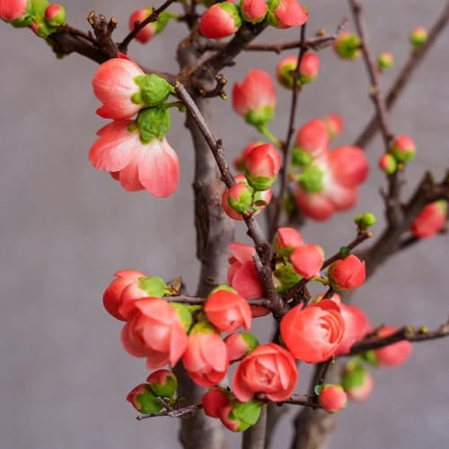 300 pcs hängende begonie samen, begonien samen, bienenwiese saatgut mehrjährig winterhart, pflanzensamen begonie pflanze - Malus spectabilis - bienenweide saatgut, pflanzen garten