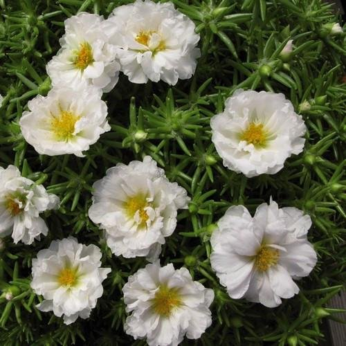 Frische 10000 Samen - Moss Rose Weiß Bodendecker Seed