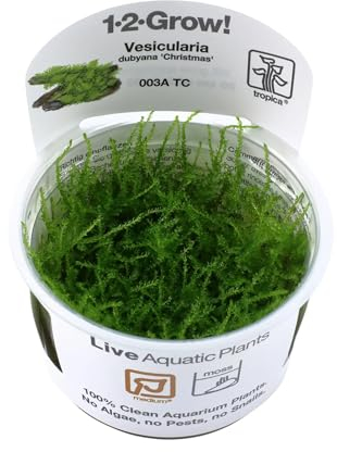 Tropica Vesicularia Dubyana Christmas 1-2-Grow